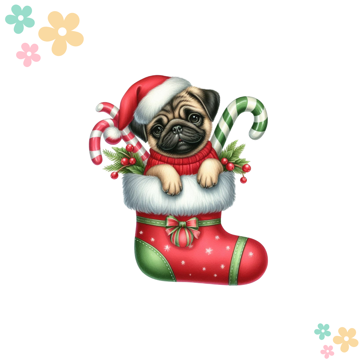 Chiot Carlin Sucre d'Orge