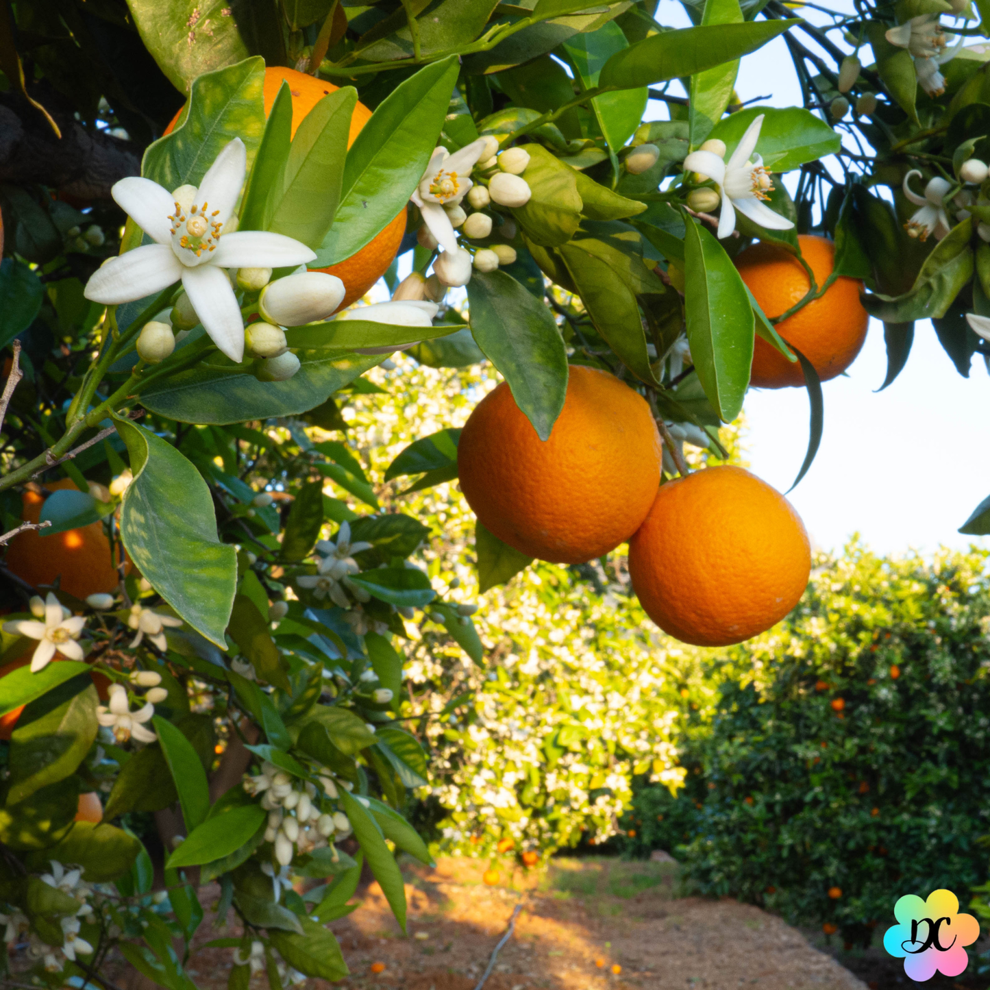 Bisou Secret - Fondant parfumé Ylang-Ylang Œillet