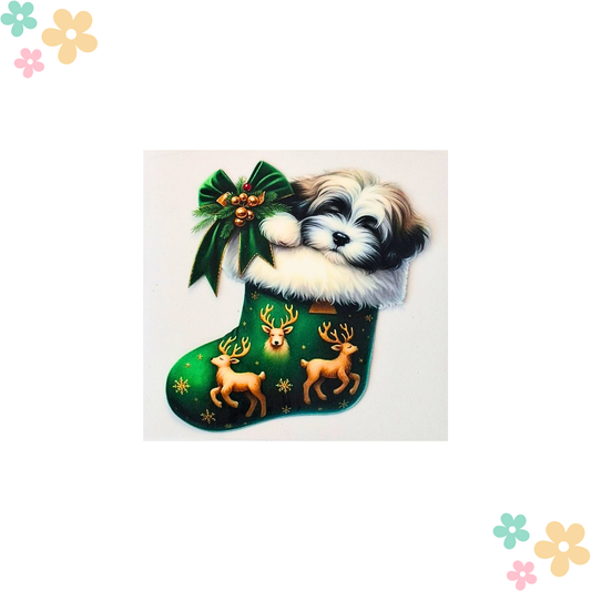 Bichon Chaussette