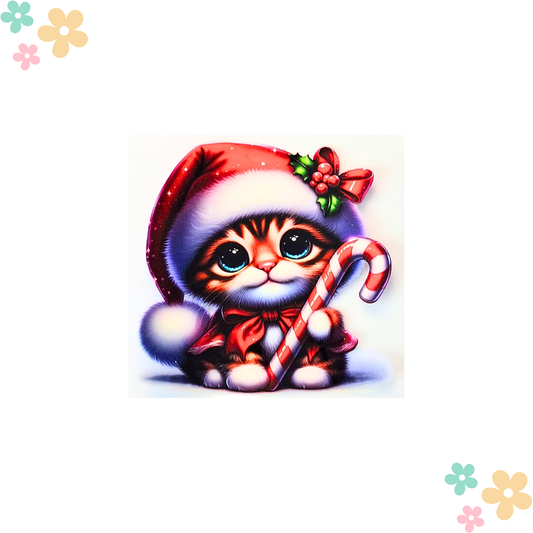 Chaton Sucre d'Orge