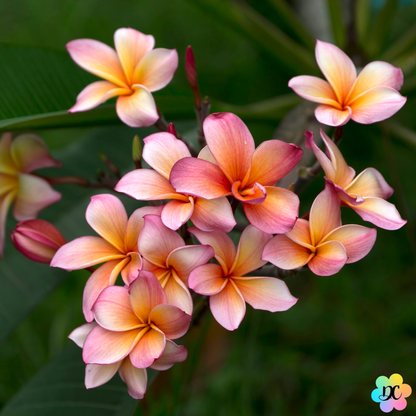Bisou Fleurs des Îles – Fondant parfumé Frangipanier