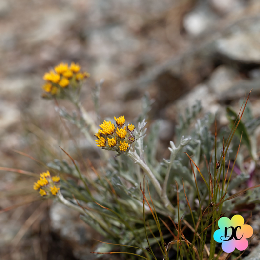 Bisou Alpin - Fondant parfumé Génépi