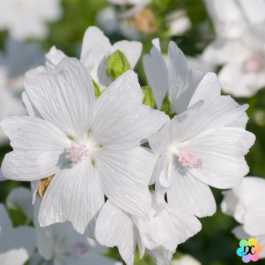 Bisou Nuage Blanc – Fondant parfumé Musc Blanc