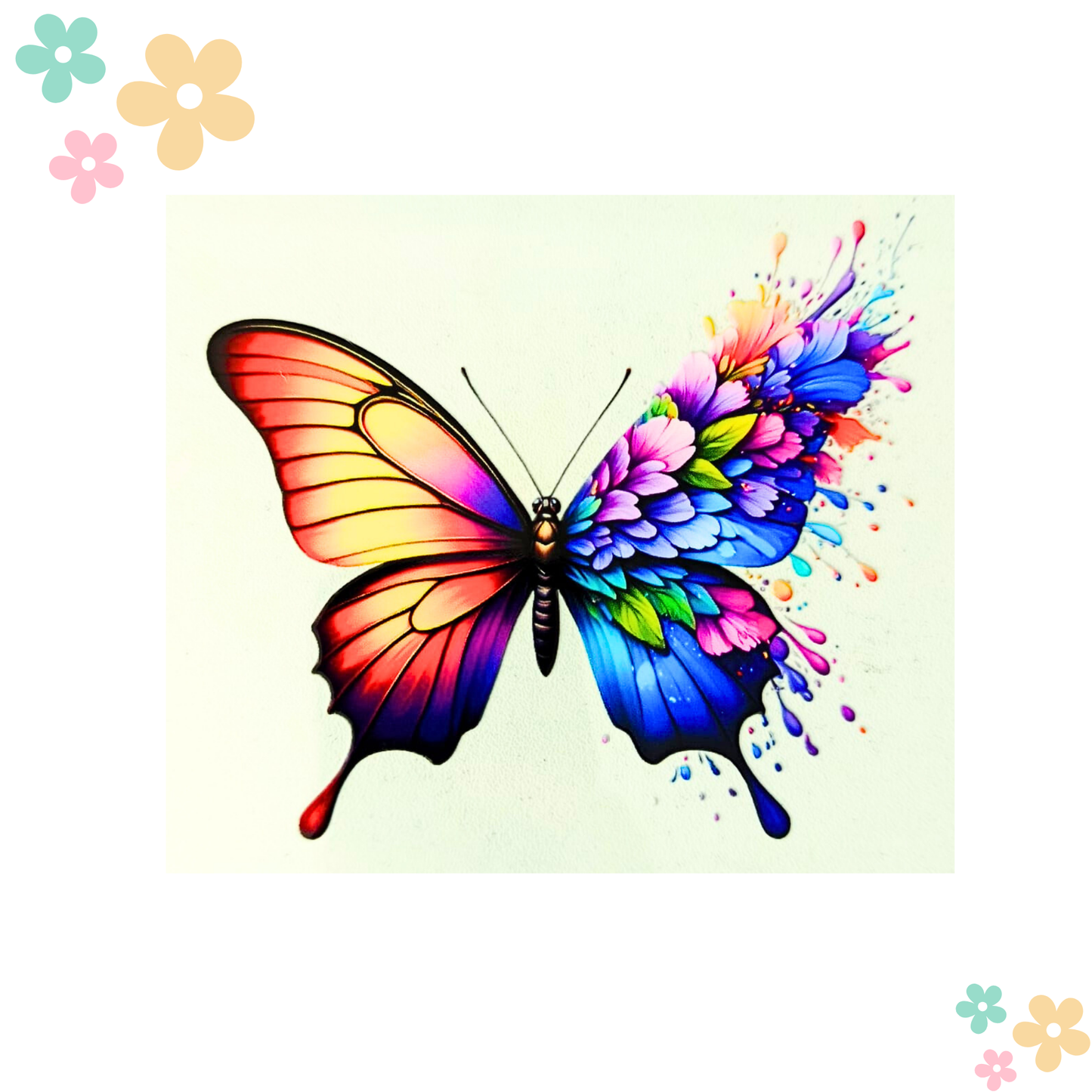 Papillon orange splash