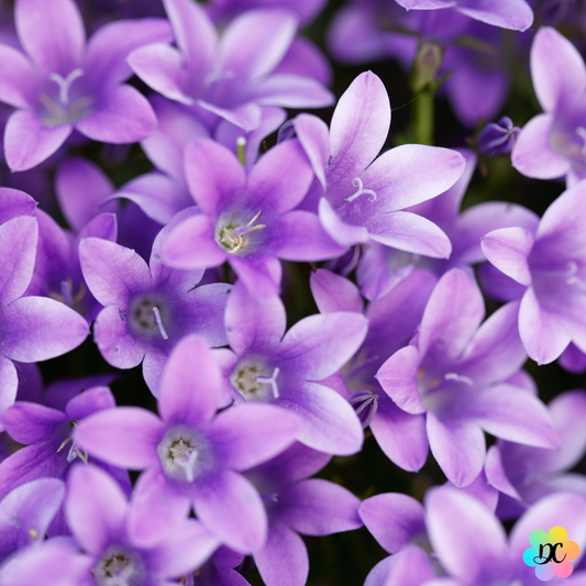 Bisou Douce Violette – Fondant parfumé Violette