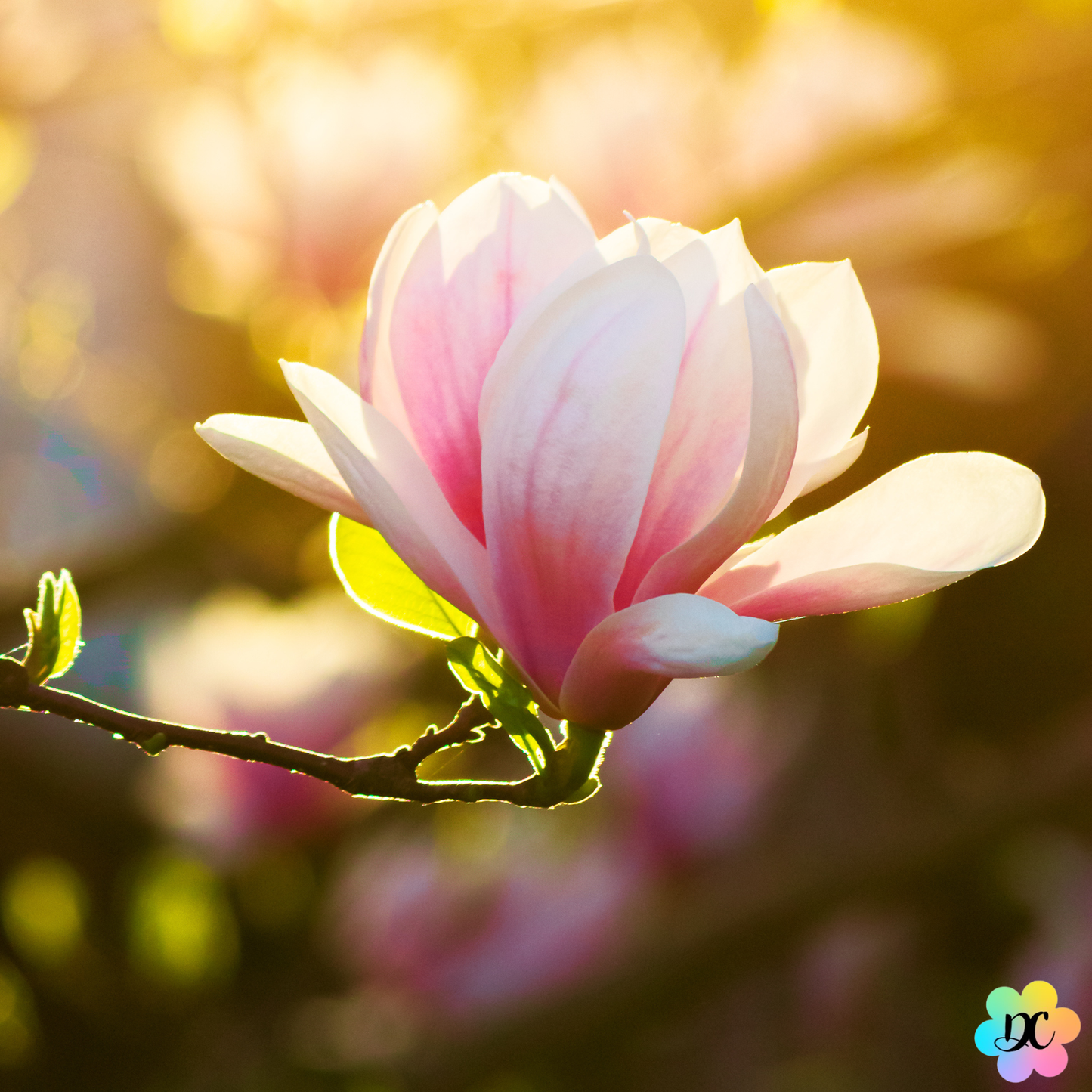 Bisou Poudré - Fondant parfumé Magnolia & Musc