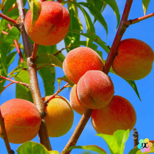 Bisou Tropi’Pêche – Fondant parfumé Monoï Pêche