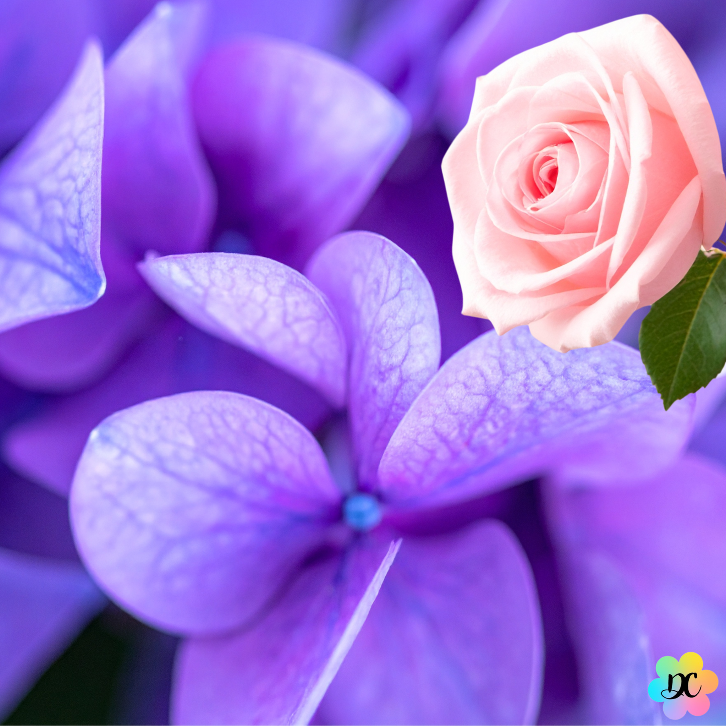 Bisou Tendre - Fondant parfumé Violette & Rose